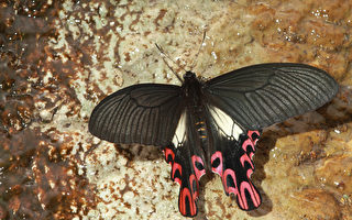 有「國寶蝶」 之稱的台灣寬尾鳳蝶。〈呂晟智提供圖片〉